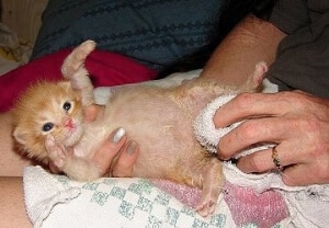 chaton orphelin abandonné stimuler urines