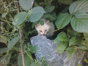 chaton non abandonné