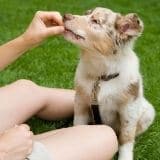 chiot-mange-caca chiot qui mange son caca solutions