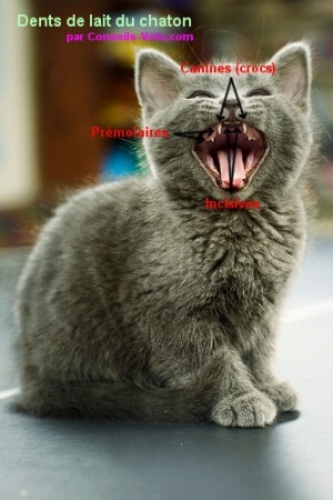 age chatons dents de lait