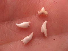dents de lait chaton chat