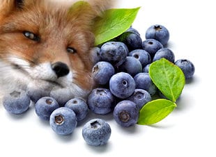 echinococcose chien chat risques prévention