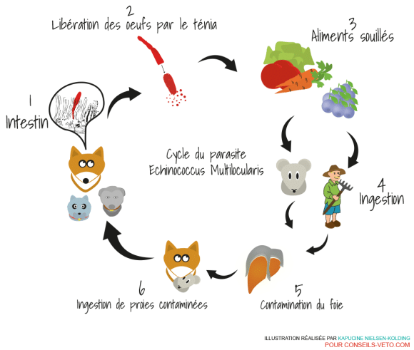 echinococcose cycle parasite chien renard homme