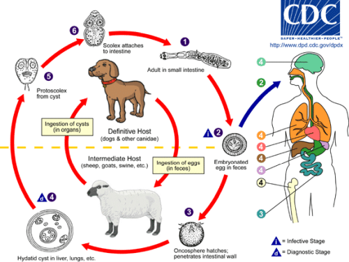 echinococcus granulosus cycle-contamination chien mouton