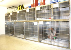 chien hospitalisé intoxication paracetamol