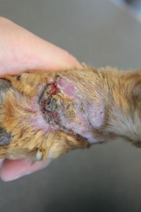 nécrose-chien-chat-définition nécrose chien chat définition