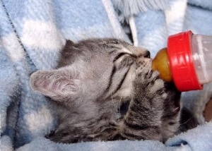 nourrir chaton abandonné orphelin au biberon