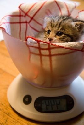 poids normal chaton estimer age
