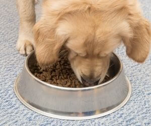 pourquoi-mon-chien-mange-ses-crotte pourquoi mon chien mange ses crottes
