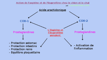 schéma intoxication aspirine ibuprofène chien chat