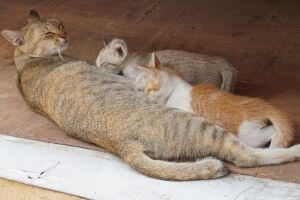 sevrage chaton chat