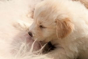 sevrage chien chiot alimentation