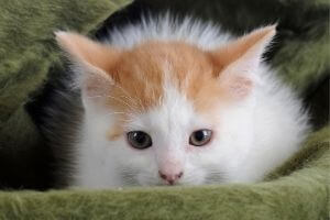 chaton abandonné orphelin comment s'en occuper
