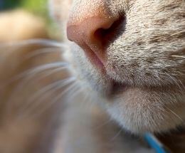 truffe-nez-chat truffe nez chat humide froid chaud