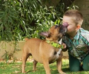 vermifuge chien chiot fréquence léchage