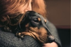 chien-ne-sent-pas-mauvais odeur chien sent pas mauvais