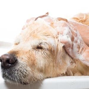 entretien chien lavage shampooing