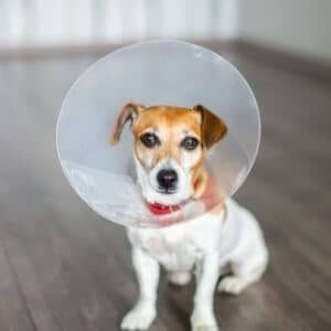abcès chien collerette chirurgie