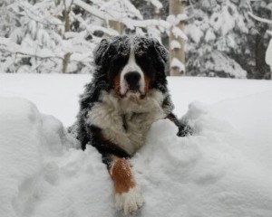 protéger chien froid neige risques