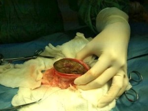 chirurgie occlusion intestinale boules de poils chat