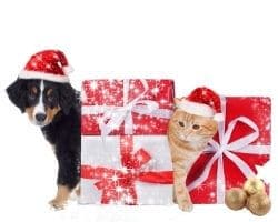 cadeaux noël chien chat risques attention