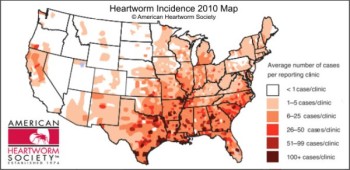 vers du coeur chien chat dirofilariose etats unis