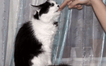 chat léchage doigts main sale hygien