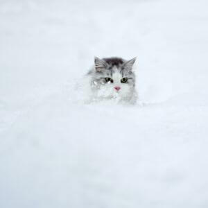protéger chat froid neige risques