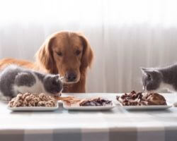 risques excès nourriture chien chat à noël