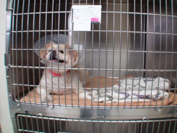 maladie carré chien hospitalisation