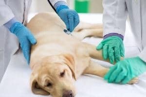 chien intoxiqué au raisin hospitalisation vétérinaire