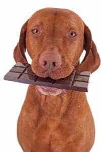 chien mange chocolat intoxication que faire
