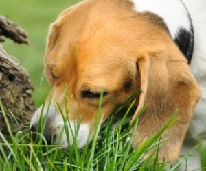 chien mange herbe vomissement