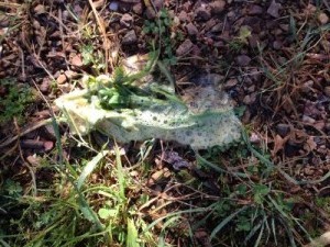 chien qui mange de l'herbe et a vomi