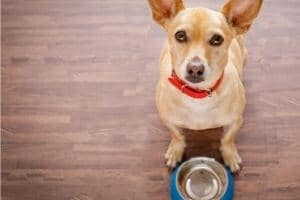 alimentation croquettes premium chien