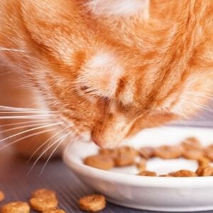 chat mange croquettes sans céréales
