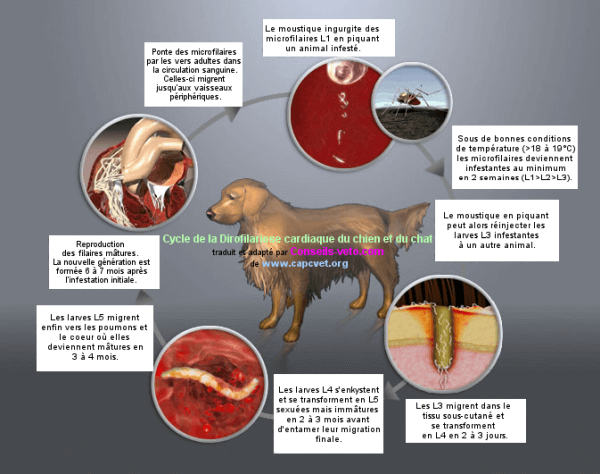 vers du coeur chien chat dirofilariose cycle