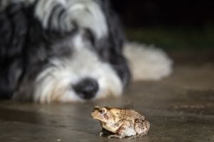 envenimation intoxication chien par crapaud