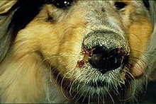 maladie de carré chien symptomes
