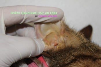 Pif chat ictère jaunisse coronavirus