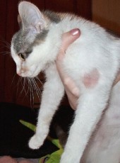 teigne-chat-lésion-perte-poils teigne chat perte poils