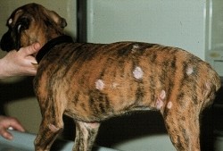 teigne du chien symptômes perte poils ronds