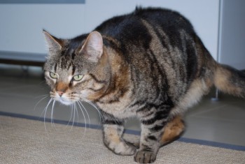 traitement ostéopathie chat amputé