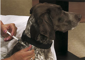 vaccin chien contre la maladie de carré
