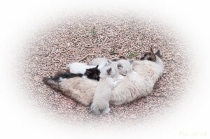 vermifuger chatte allaitante transmet vers chatons