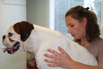 vétérinaire osteopathe chien chat