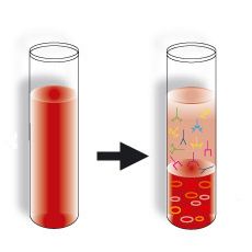 serum sanguin définition