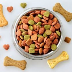 digestibilité définition chien chat