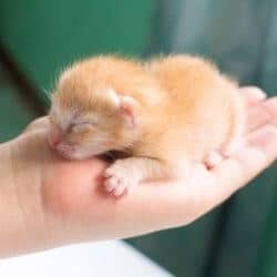 s'occuper d'un chaton abandonné orphelin