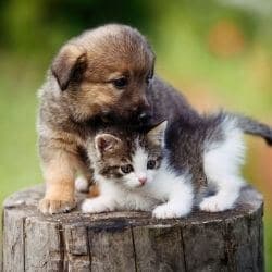 sevrage chiot sevrage chaton